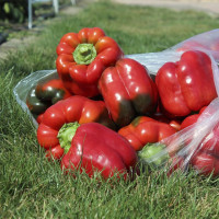 Перець Red Knight X3R F1 Червоний лицар, 50 шт, Seminis