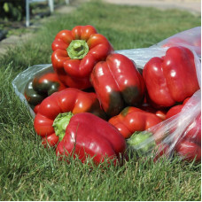 Перець Red Knight X3R F1 Червоний лицар, 10 шт, Seminis