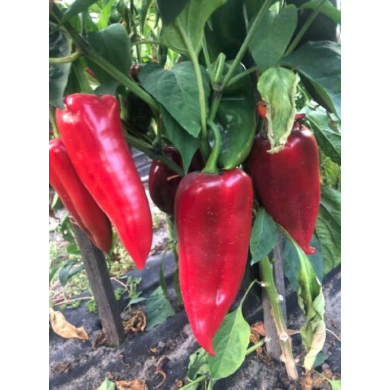 Перець Фанат F1 25 шт, Spark Seeds
