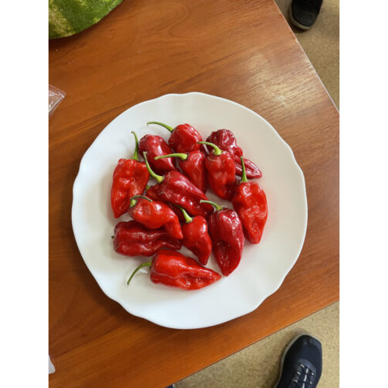 Перець гіркий 9020 F1 25 шт, Spark Seeds