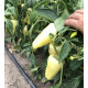 Перець Бора F1 5 шт, Spark Seeds