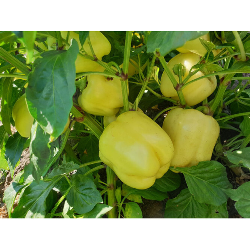Перець Діамант F1 5 шт, Spark Seeds