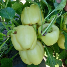Перець Діамант F1 5 шт, Spark Seeds