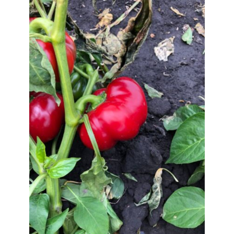 Перець Вілд F1 5 шт, Spark Seeds