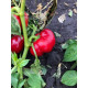 Перець Вілд F1 5 шт, Spark Seeds