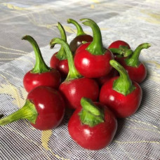 Перець гіркий Глобус F1 5 шт, Spark Seeds