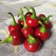 Перець гіркий Глобус F1 5 шт, Spark Seeds