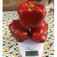 Перець 1601 F1 25 шт, Spark Seeds