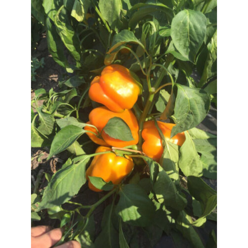 Перець Віват F1 5 шт, Spark Seeds