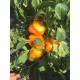 Перець Віват F1 5 шт, Spark Seeds