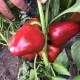 Перець Комбат F1 100 шт, Spark Seeds