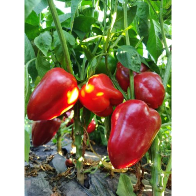 Перець Кора F1 100 шт, Spark Seeds