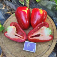 Перець Кора F1 100 шт, Spark Seeds