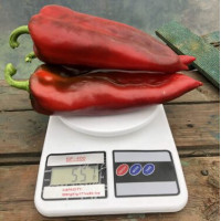 Перець Ліра F1 5 шт, Spark Seeds