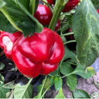 Перець Вілд F1 100 шт, Spark Seeds