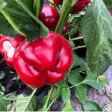 Перець Вілд F1 5 шт, Spark Seeds