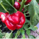 Перець Вілд F1 5 шт, Spark Seeds
