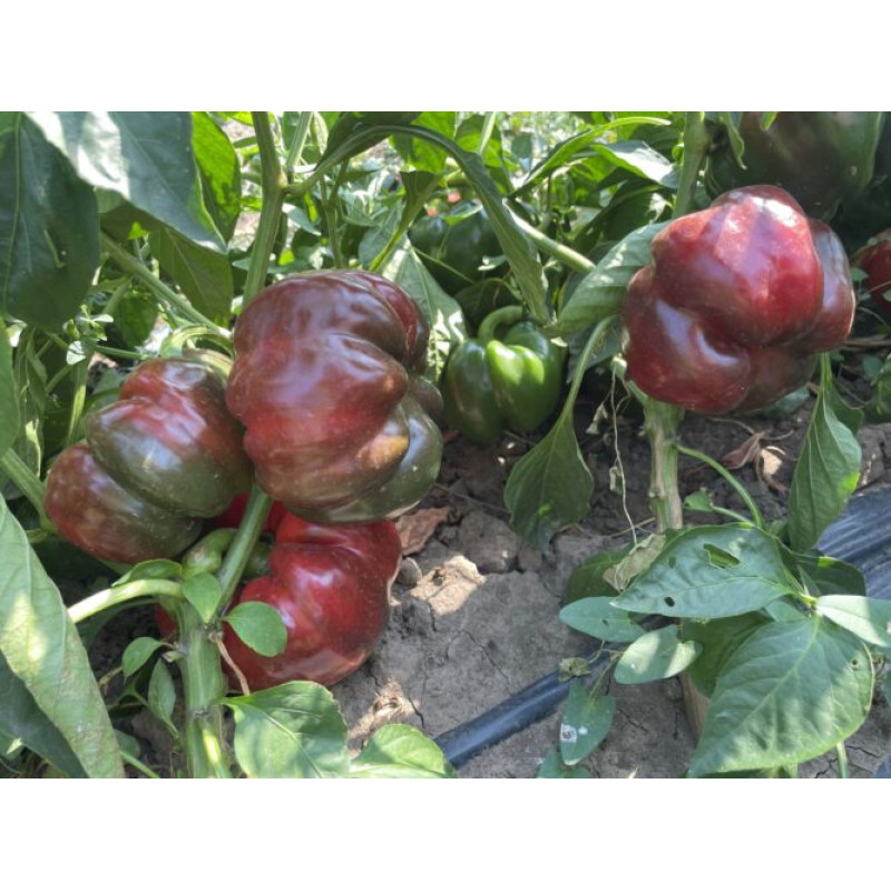 Перець Ред Булл F1 25 шт, Spark Seeds
