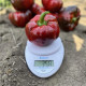 Перець Ред Булл F1 25 шт, Spark Seeds