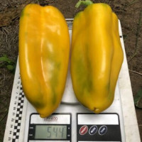 Перець Санта F1 25 шт, Spark Seeds