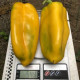 Перець Санта F1 500 шт, Spark Seeds