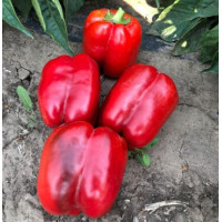 Перець Стріт F1 25 шт, Spark Seeds