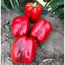 Перець Стріт F1 5 шт, Spark Seeds