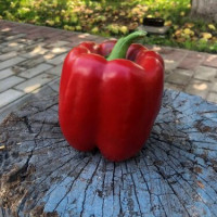 Перець Том F1 5 шт, Spark Seeds