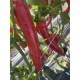 Перець гіркий Тойо F1 5 шт, Spark Seeds
