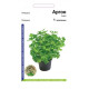 Петрушка листовая Аргон
