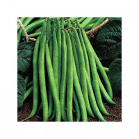 Квасоля Королева Нектар, GL Seeds, 10 г