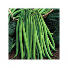 Квасоля Королева Нектар, GL Seeds, 10 г