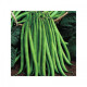 Квасоля Королева Нектар, GL Seeds, 10 г