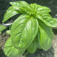 Базилік Грін Дом 10 г, Spark Seeds