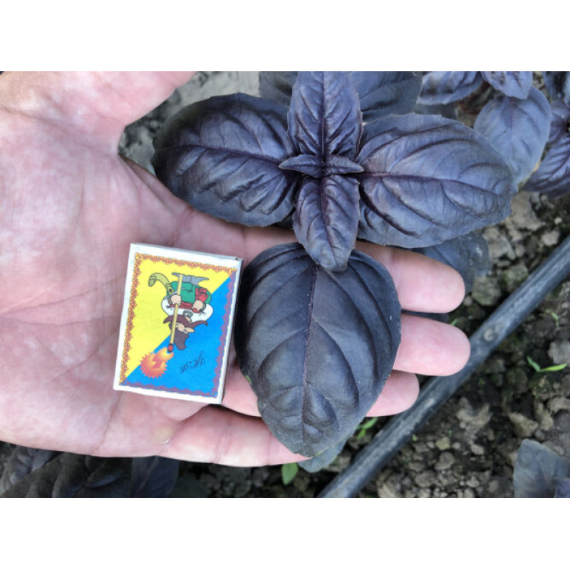 Базилік Віолет Кінг 1 г, Spark Seeds
