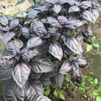 Базилік Віолет Кінг 10 г, Spark Seeds