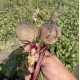 Буряк Атлас F1 200 шт, Spark Seeds