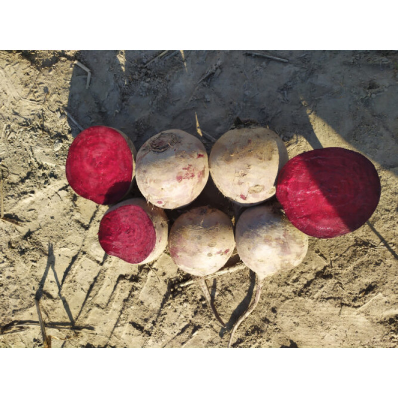 Буряк Марун F1 5 т шт, Spark Seeds