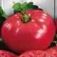 Томат Ведмежа лапа 0,1 г, Gl Seeds