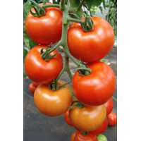 Томат ДАФНЕ F1 0,1 г