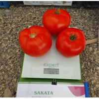 Томат Климон  F1, 10 шт, Sakata