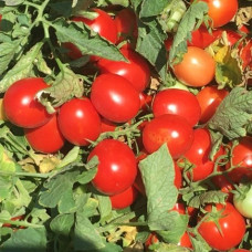 Томат INCIPIT F1 ІНЦИПІТ F1, 1000 шт, Seminis