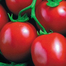 Томат Perfectpeel F1 Перфектпіл, 25 шт, Seminis
