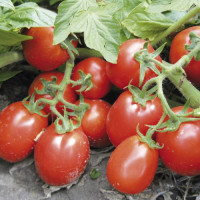 Томат Ріо Гранде 500 г, Spark Seeds