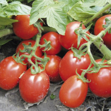 Томат Ріо Гранде 1г≈250 шт, Spark Seeds