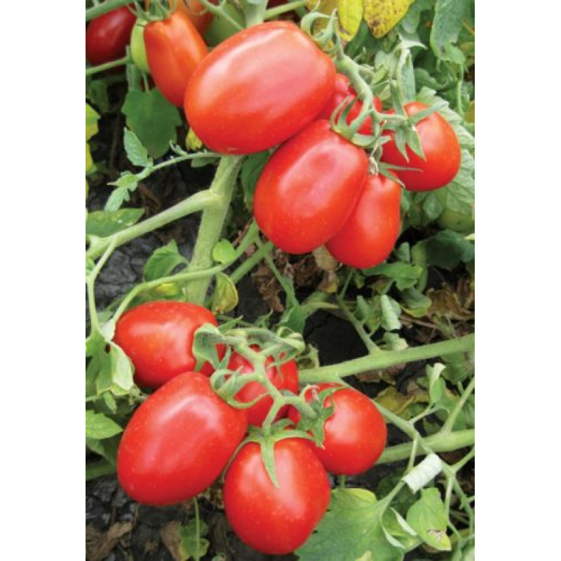 Томат 8504 F1 10 шт, Spark Seeds