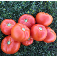 Томат 1503 F1 100 шт, Spark Seeds