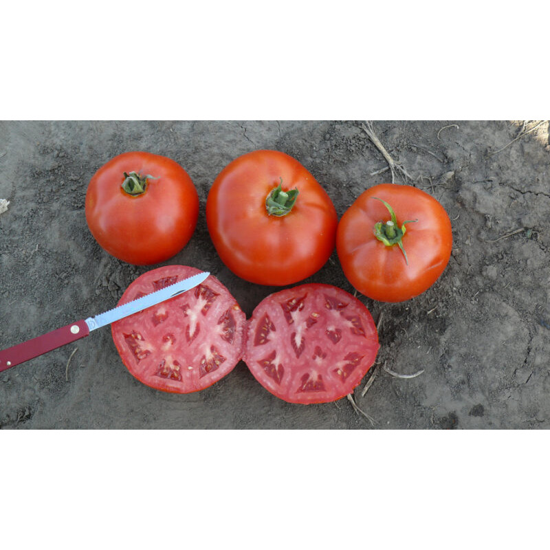 Томат 1504 F1 500 шт, Spark Seeds