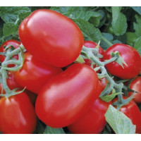 Томат 1855 F1 100 шт, Spark Seeds