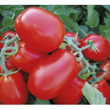 Томат 1855 F1 10 шт, Spark Seeds